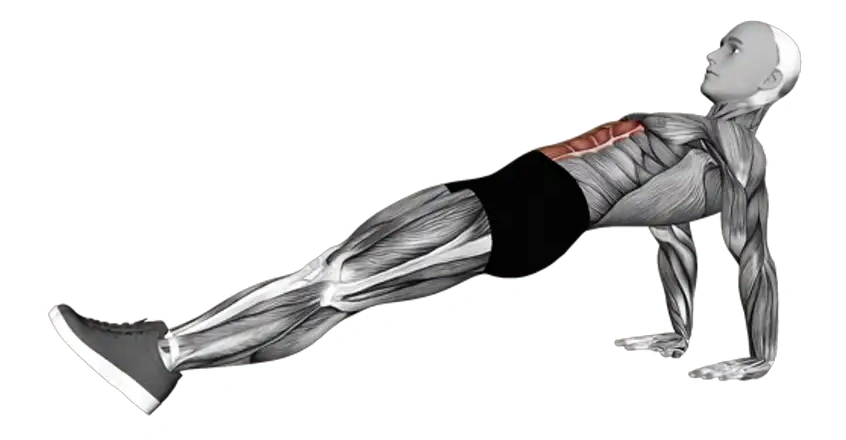 Reverse Plank — animated demonstration