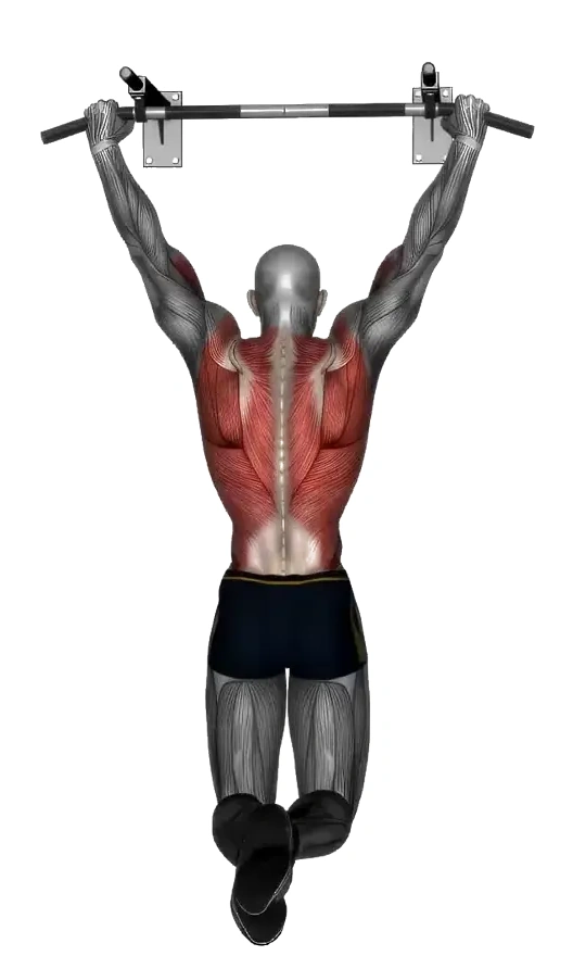 Pull Up Normal Grip — animated demonstration