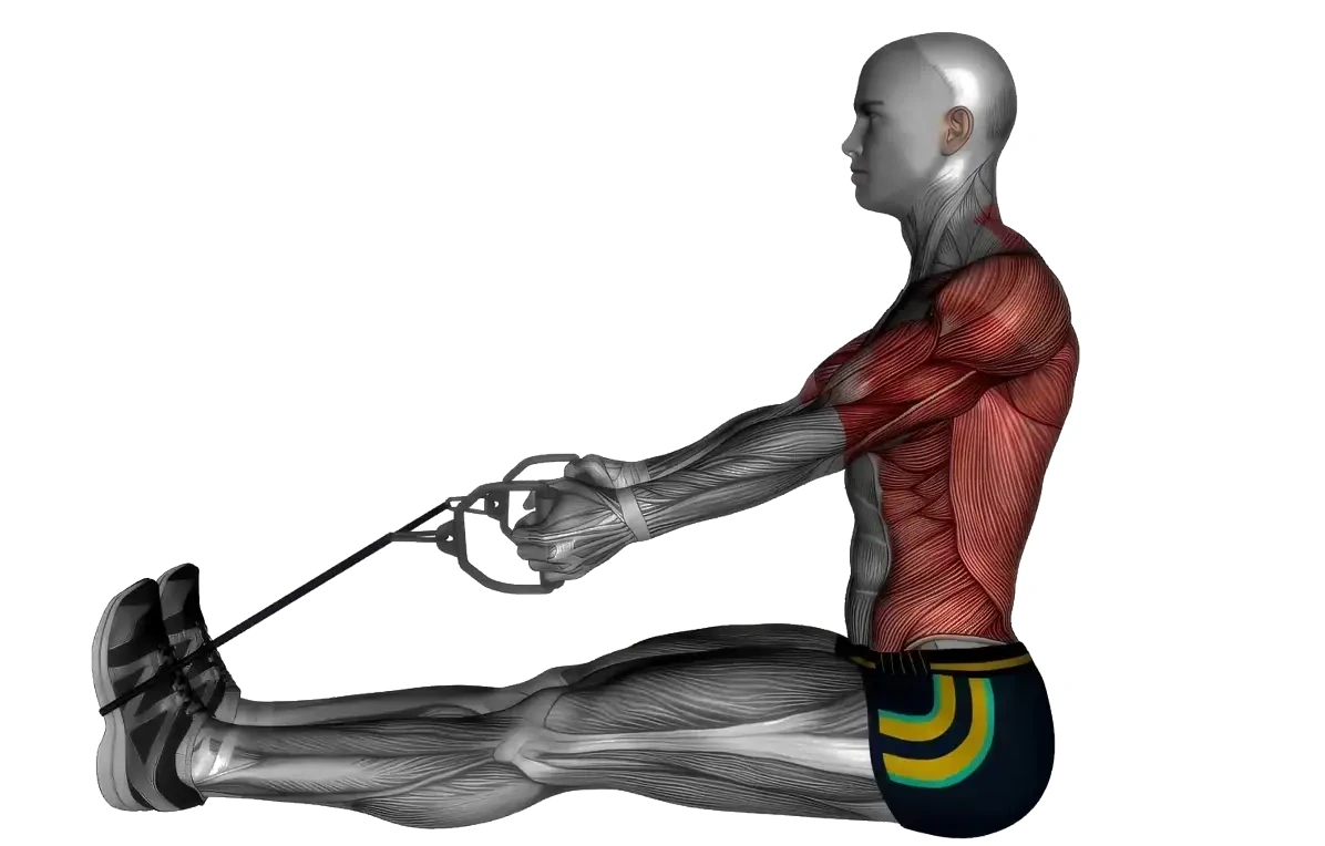 Seated Resistance Band - Cable Rows &mdash; animated demonstration