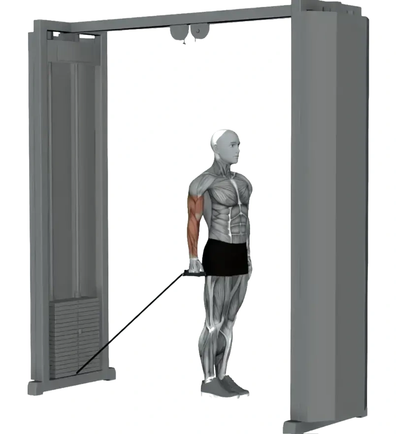 Cable Twisting Biceps Curl — animated demonstration