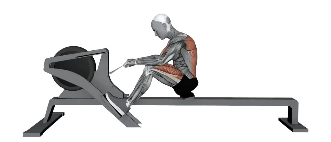 Gym Rowing Machine — animated demonstration