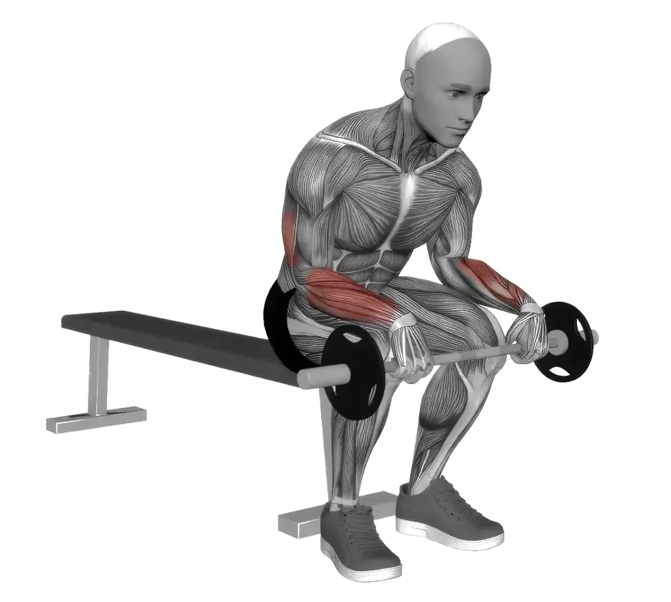 Barbell Wrist Extension on Knees &mdash; animated demonstration