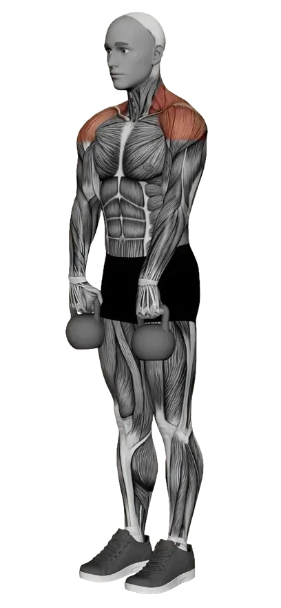 Kettlebell Upright Row — animated demonstration