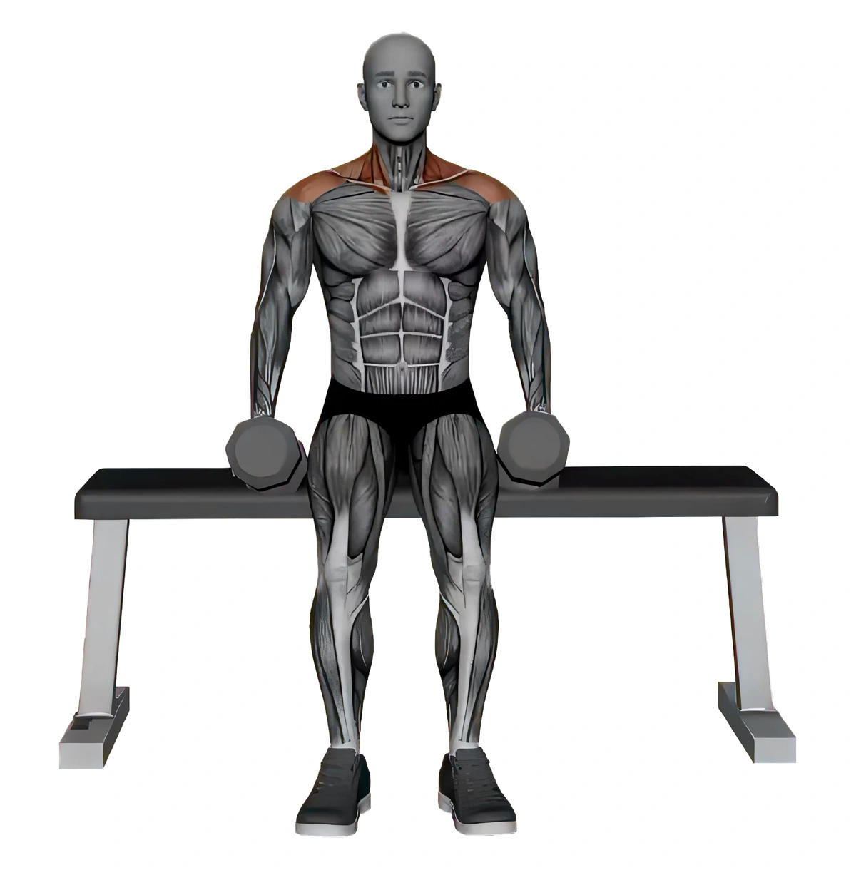 Seated Dumbbell Neutral Grip Front Raises — animated demonstration