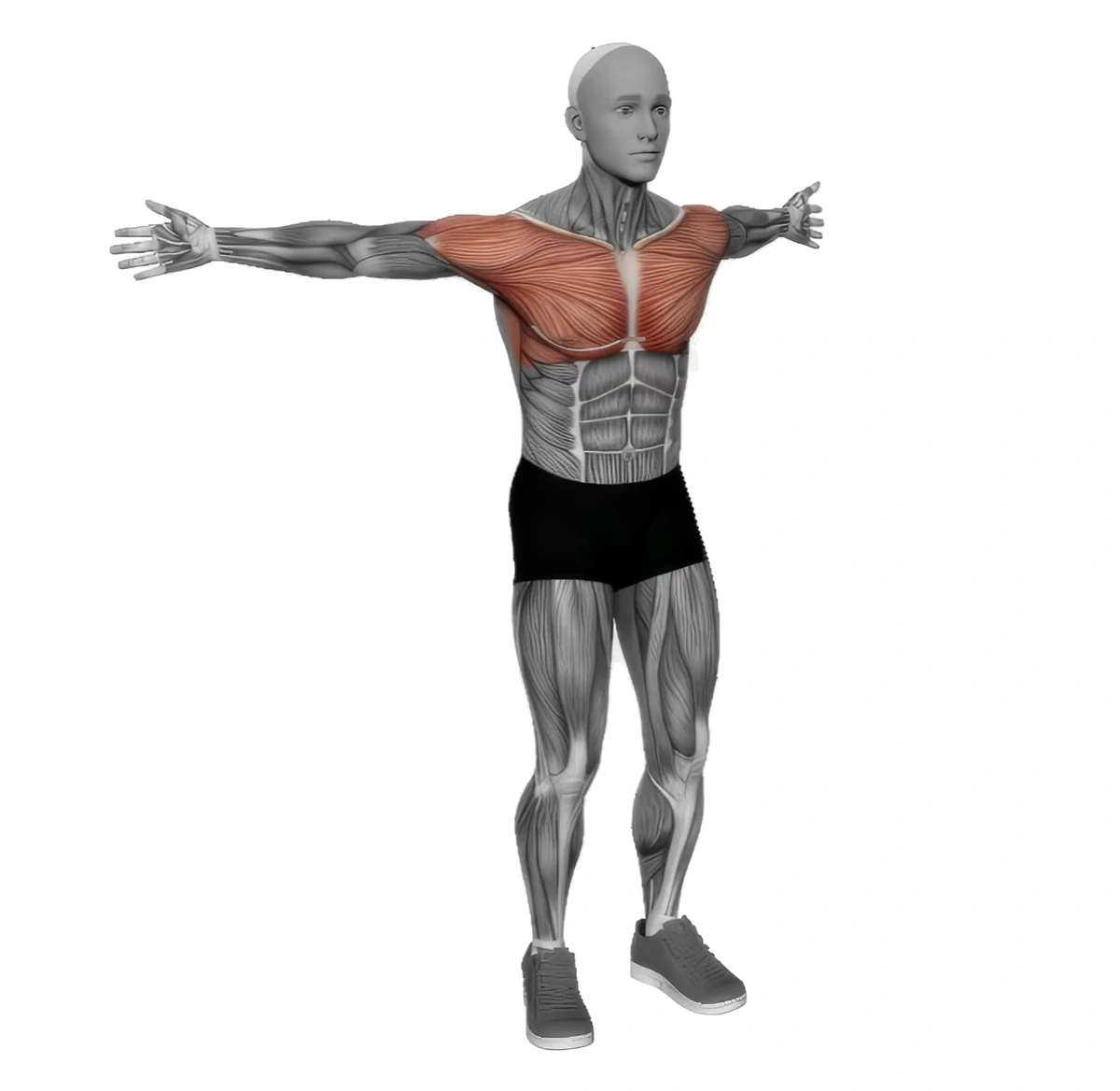 Back Slaps Wrap Arround Stretch — animated demonstration