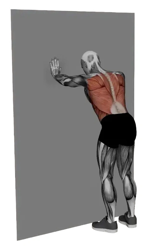 Lats Stretch On Wall — animated demonstration