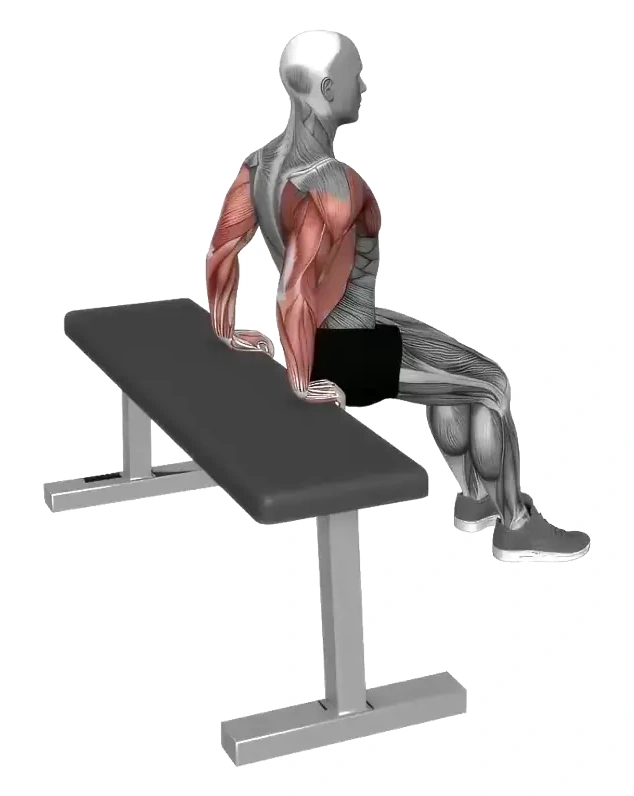 Bench Dip (Knees Bent) &mdash; animated demonstration