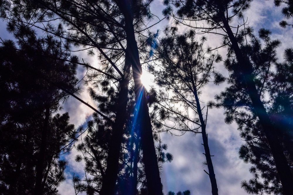 Sunlight streaming through tall trees against a blue sky