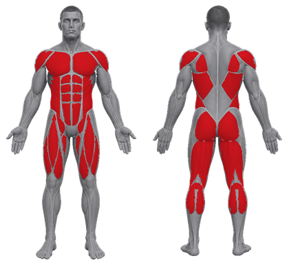 Athletic approved primary muscle map