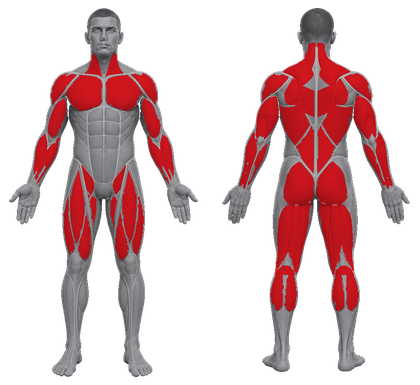 Barbell Only approved primary muscle map