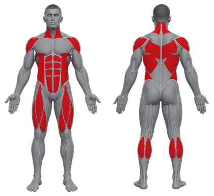 Boxing approved primary muscle map