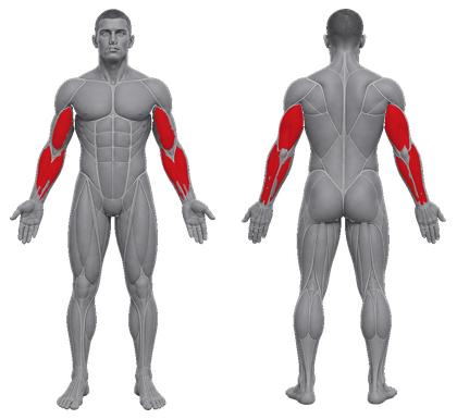 Arm Day approved primary muscle map