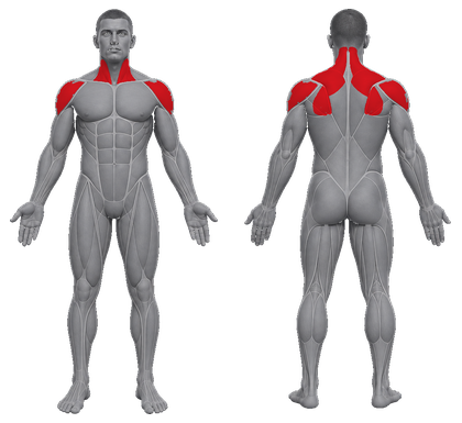 Shoulder Day approved primary muscle map