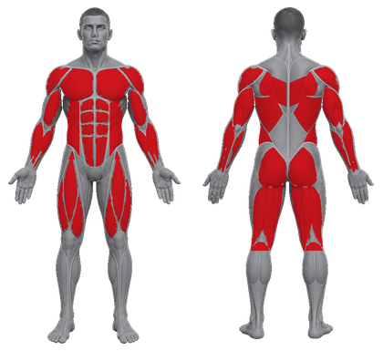 Cables approved primary muscle map