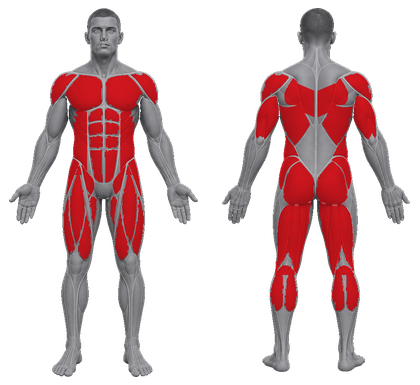 Circuit approved primary muscle map