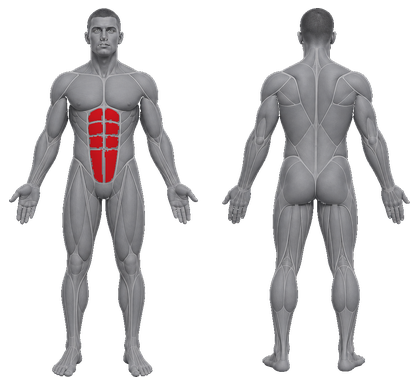 Core Abwheel approved primary muscle map