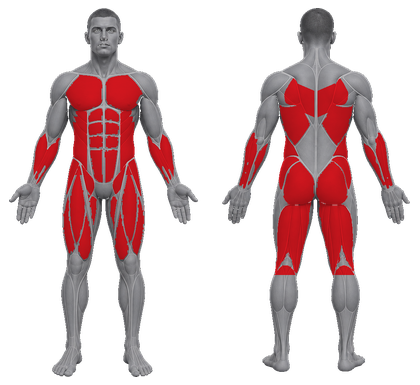 Fitness Racing approved primary muscle map