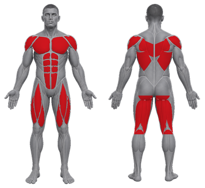 Full Body approved primary muscle map