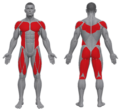 Full Body B approved primary muscle map