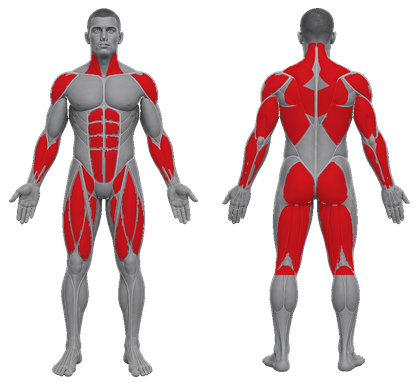 Kettlebell approved primary muscle map
