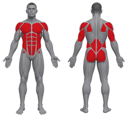 Mat Core approved primary muscle map
