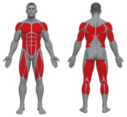 Metcon approved primary muscle map
