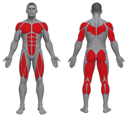 Metcon approved primary muscle map
