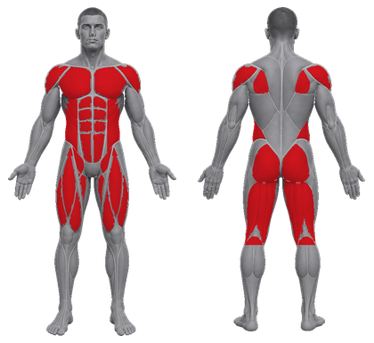 Plyometric approved primary muscle map