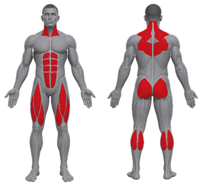 Sprint approved primary muscle map