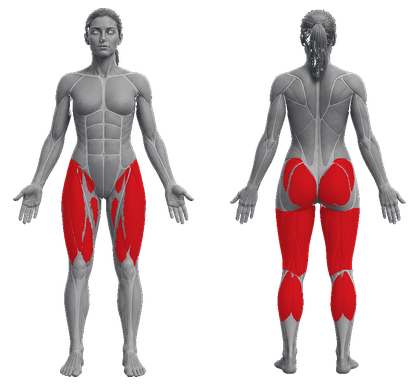 Legs Female approved primary muscle map