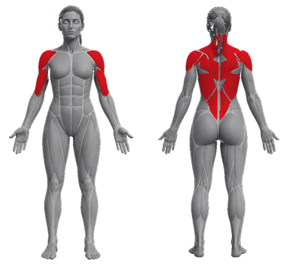 Pull approved primary muscle map
