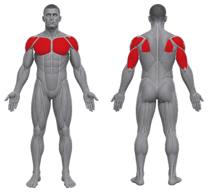 Push approved primary muscle map