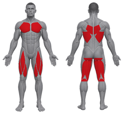 Full Body approved primary muscle map