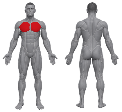Spec Chest approved primary muscle map