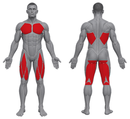 Full Body approved primary muscle map