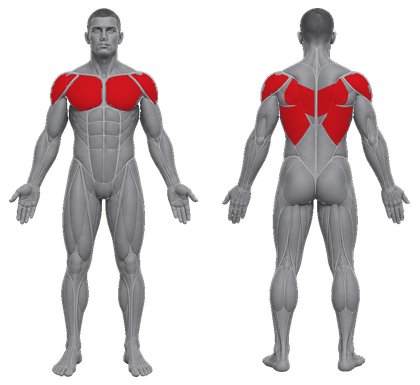 Upper approved primary muscle map