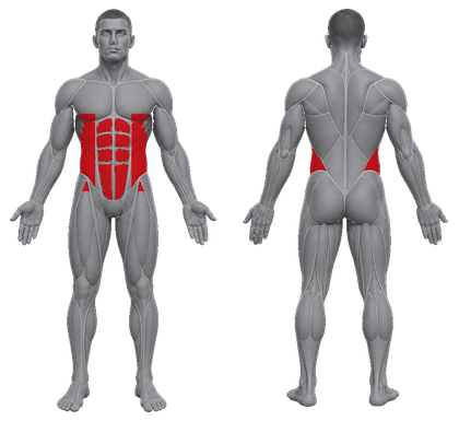 Spec Obliques approved primary muscle map