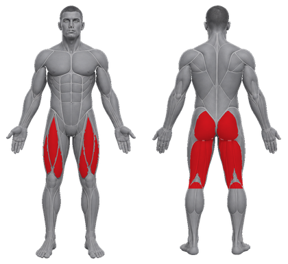 Lower approved primary muscle map