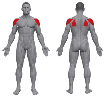 Spec Shoulders approved primary muscle map