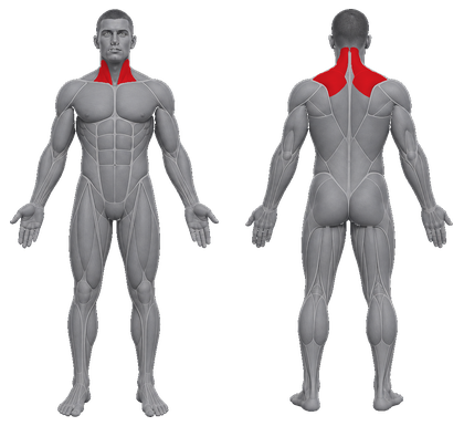 Neck Traps approved primary muscle map