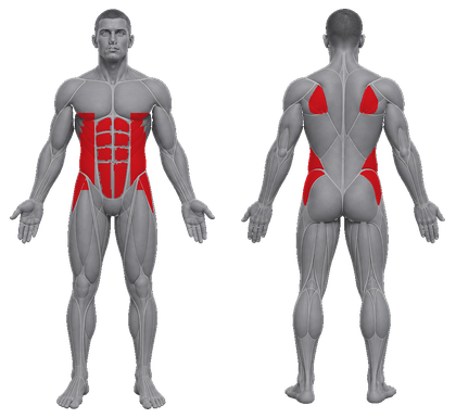 Core approved primary muscle map