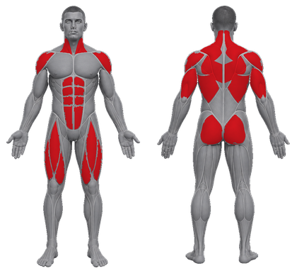 Swimming approved primary muscle map