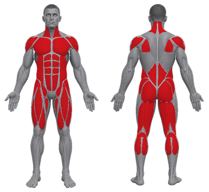 Yoga approved primary muscle map